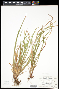Carex intumescens var. fernaldii image