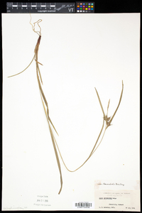 Carex intumescens var. fernaldii image