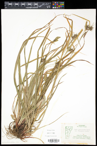 Carex intumescens var. fernaldii image