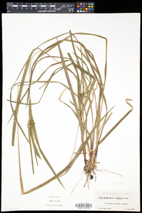 Carex intumescens var. fernaldii image