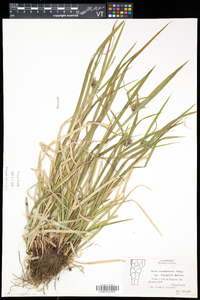 Carex intumescens var. fernaldii image