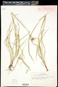 Carex intumescens var. fernaldii image