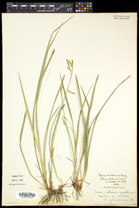 Carex knieskernii image