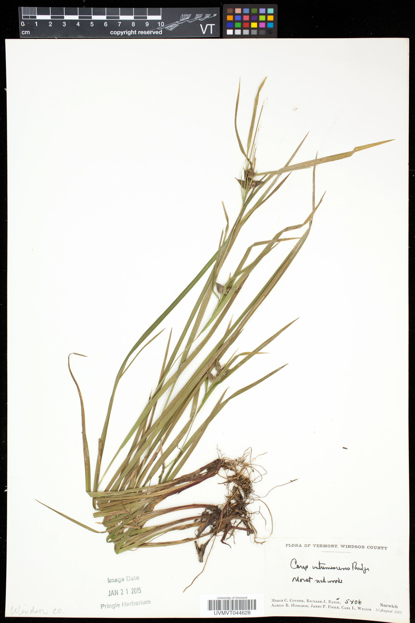 Carex interimus image