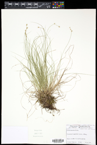 Carex interior image