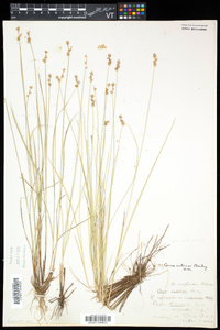 Carex interior image