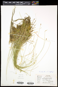 Carex leptalea subsp. leptalea image