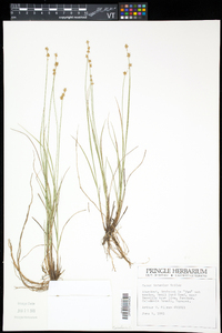 Carex interior image