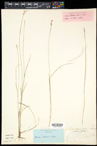 Carex interior image