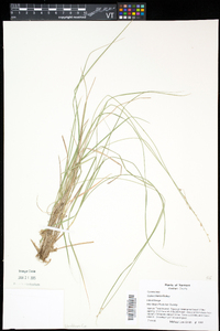 Carex interior image