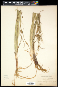 Carex houghtonii image