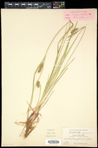 Carex houghtonii image