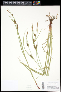 Carex houghtonii image