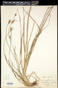 Carex houghtonii image