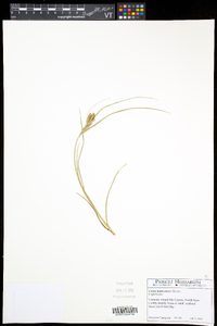 Carex lenticularis image