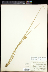 Carex lenticularis image