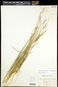 Carex lenticularis image