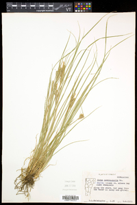 Carex lenticularis image