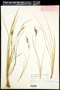 Carex lenticularis image