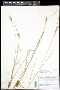 Carex lenticularis image