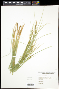 Carex lenticularis image