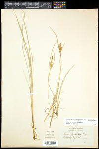 Carex lenticularis image