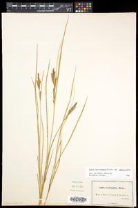 Carex lenticularis image