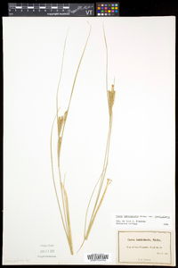 Carex lenticularis image