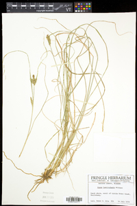 Carex lenticularis image