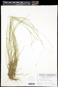 Carex leptalea subsp. leptalea image