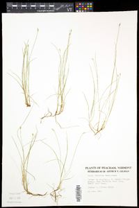 Carex leptalea subsp. leptalea image