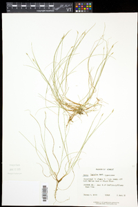 Carex leptalea subsp. leptalea image