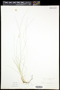 Carex leptalea subsp. leptalea image