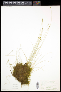 Carex leptalea subsp. leptalea image