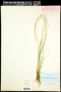 Carex leptalea subsp. leptalea image