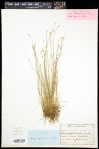 Carex leptalea subsp. leptalea image