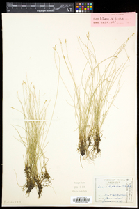 Carex leptalea subsp. leptalea image