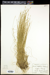 Carex leptalea subsp. leptalea image