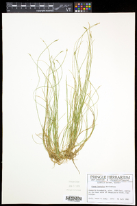 Carex leptalea subsp. leptalea image