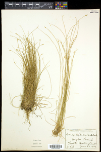 Carex leptalea subsp. leptalea image