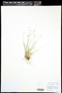 Carex leptalea subsp. leptalea image