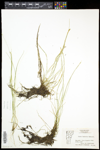 Carex leptalea subsp. leptalea image