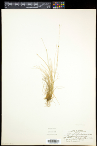 Carex leptalea subsp. leptalea image