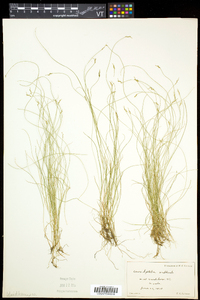 Carex leptalea subsp. leptalea image