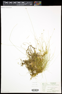 Carex leptalea subsp. leptalea image