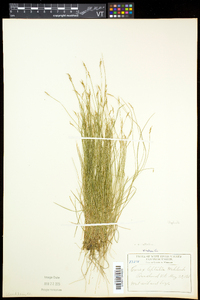 Carex leptalea subsp. leptalea image