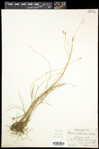 Carex leptalea subsp. leptalea image