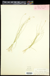 Carex leptalea subsp. leptalea image