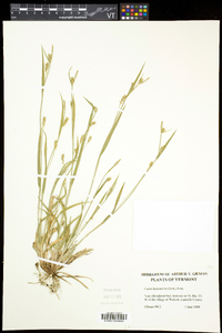 Carex leptonervia image