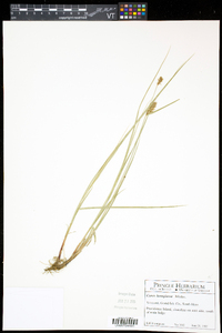 Carex lasiocarpa image